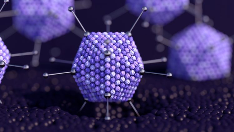 Model of the structure of an adenovirus, used as a viral vector for vaccines and gene therapies, in purple