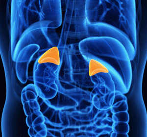 adrenal gland