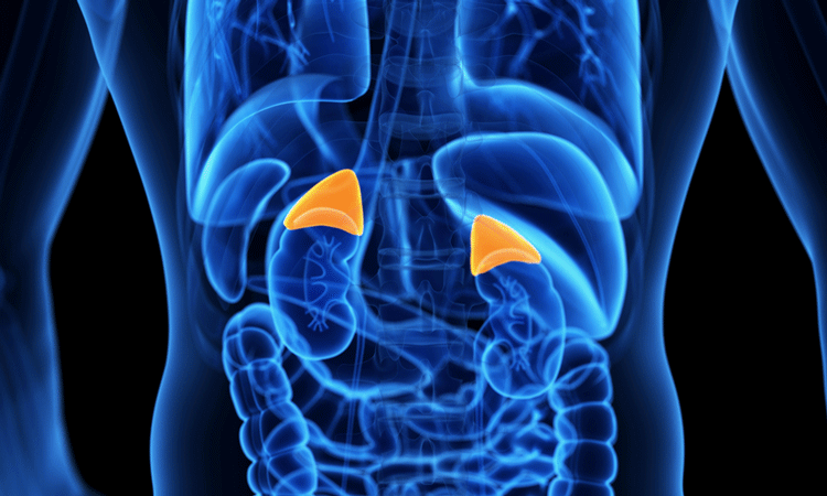 adrenal gland