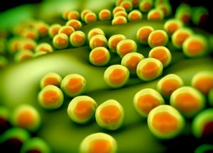 antibiotic-resistance