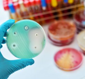 Antimicrobial susceptibility testing in petri dish - idea of antibiotic resistant bacteria