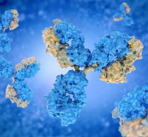 Blue and yellow antibodies