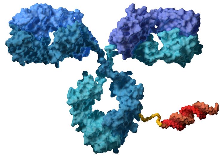 An antibody (blue) linked to an siRNA (red).
