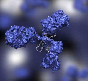 Blue Antibody drug conjugate with four drug compounds linked to IgG immunoglobulin