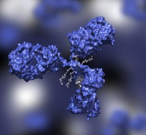 Antibody drug conjugate with four drug compounds linked to IgG immunoglobulin; ADC in blue against blue background