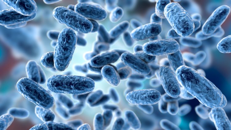 3d concept of Bordetella Pertussis Whooping Cough Bacteria