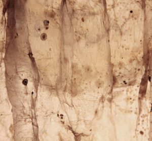 A simple method developed for 3D bio-fabrication based on bacterial cellulose