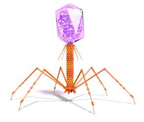 close up 3D illustration of a bacteriophage