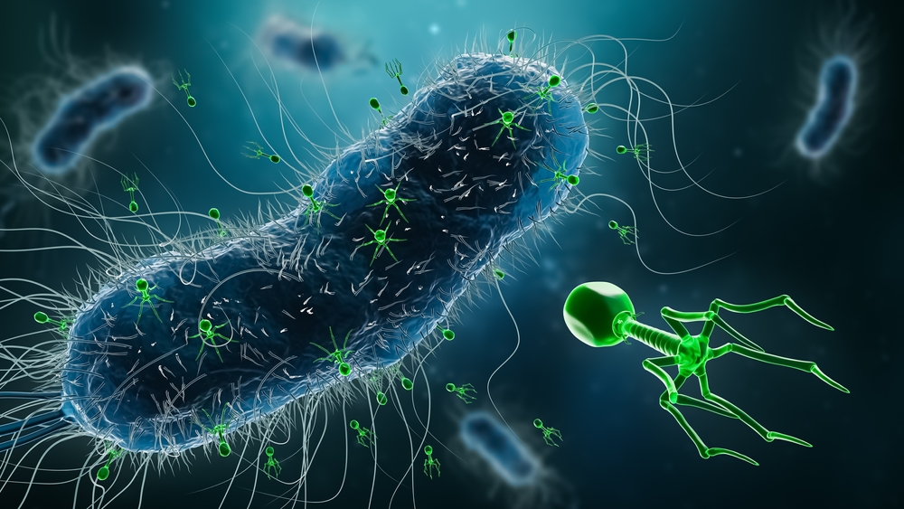 Illustration of bacteriophages attacking bacteria