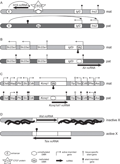 Figure 1: Macro RNAs implicated in genomic imprinting and X-inactivation