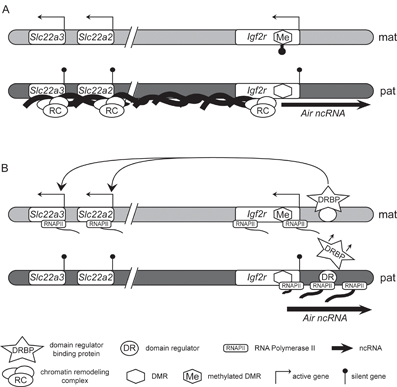 Figure 2: Two cis-acting silencing models at the Igf2r imprinted gene cluster.