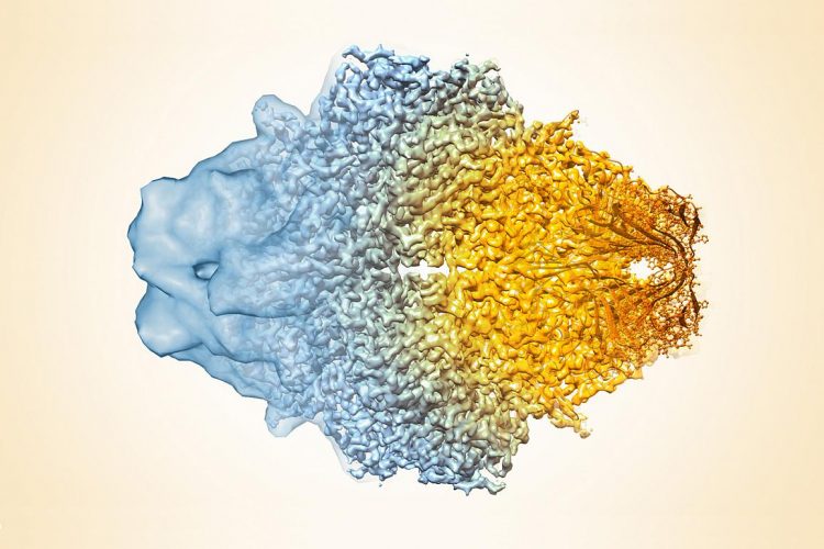 cryo-EM