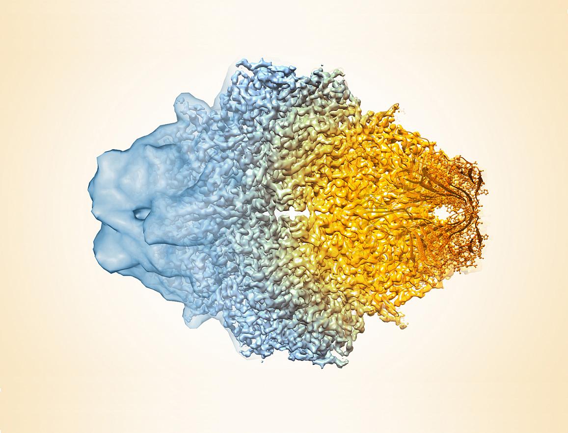 cryo-EM