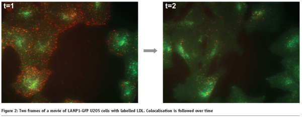 bickle - figure 2