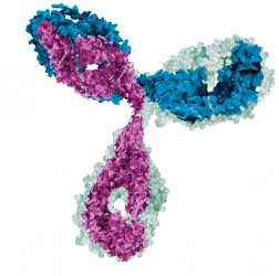 3D illustration of the structure of a monoclonal antibody in purple, teal and light blue