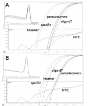 Figure 2: Target-dependent variation in priming efficiency. Typical SYBR Green results. A. Amplification plots for osteopontin showing the lowest Ct obtained from a reaction primed by specific primers, with hexamers more efficient than oligo-dT, which in turn is more efficient than various concentrations of pentadecamers. The melt curves show that all primers generate the same amplicon. B. Amplification plots for p21 showing the lowest Ct obtained from a reaction primed by hexamers, with specific primers more efficient than various concentrations of pentadecamers, which in turn are more efficient than oligo-dT. The melt curves show that all primers generate the same amplicon.
