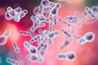 multiple clostridium difficile bacteria 