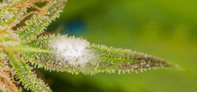 Limiting microbial hazards in inhaled cannabis products