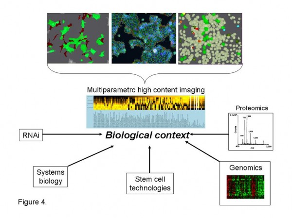 Figure 4 Multiparametric high content analysis. Multiparametric high content imaging of in vitro assays, in vivo models and clinical samples provides functional quantification of cellular and subcellular biology with spatial context unrivalled by other technologies. Multiparametric analysis of biological processes provides detailed phenotypic analysis of complex biological systems providing the necessary biological context to interpret genomic and proteomic signatures and RNAi library screens. Multiparametric high content analysis further facilitates stem cell differentiation studies and provides valuable phenotypic inputs into computational simulations and validation of systems biology algorithms