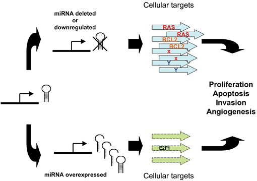 Figure 2: Abnormal miRNA expression can lead to tumourigenesis. Reduced expression of a mirRNA that acts as a tumour suppressor can lead to tumour formation. Conversely, overexpression of an oncogenic miRNA can contribute to tumour formation through increased inhibition of tumour suppressor Genes or other target genes that regulate growth or apoptosis.