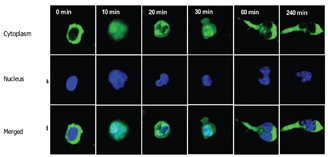 Figure 10: Two Colour images of T lymphocytes at various stages of the migration process, note at 60 minutes uropod is clearly visible. NB cytoplasm stained in green and nucleus in blue. (Images supplied by Navin Verma, Dept clinical medicine Trinity college Dublin)