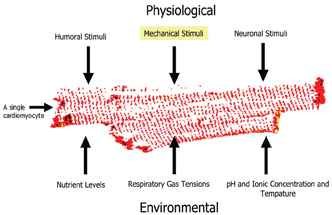 Figure 12: Showing some of the key physiological and environmental factors which should be considered when setting up a cell based assay using isolated adult cardiomyocytes.