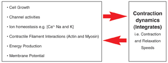 Figure 13: Showing the inter-relationship between contraction dynamics of cardiomyocytes and key sub-cellular processes, such as cell metabolism, ion homeostasis etc