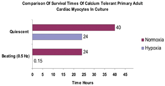 Figure 14: Showing the typical survival times (hours) of quiescent and beating adult cardiomyocytes maintained in either a normal oxygen atmosphere (atmospheric 21%) or in reduced oxygen ( hypoxia) < 5% ) oxygen.