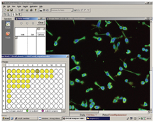 Figure 5: Screen shot of cellular images taken from Incell 1000