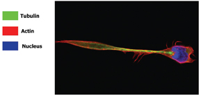 Figure 9: Con-focal image of a migrating lymphocyte, stained with Hoechst 33258 (nucleus), Phalloidin (actin cyto-skeleton) and anti-beta tubulin (tubulin cyto-skeleton). The localisation of the actin and tubulin, can be clearly seen from this image. (Image supplied by Navin Verma and Jenifer conroy, Dept Clinical Medince Trinity College Dublin)