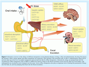 degroot - Figure 1