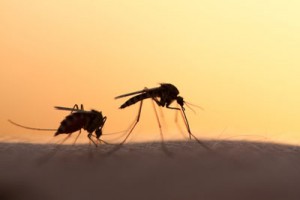 dengue