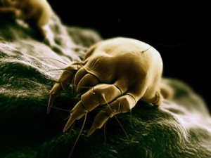 dust mite stg320