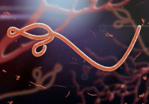 ebola-MVA-BN-Filo