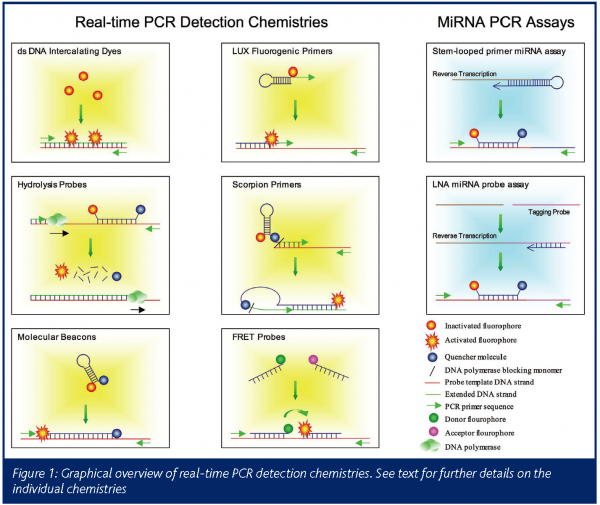 Figure 1: Graphical overview of real-time PCR detection chemistries. See text for further details on the individual chemistries.