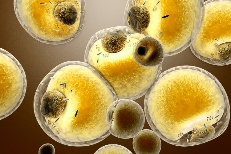 fat cells closeup