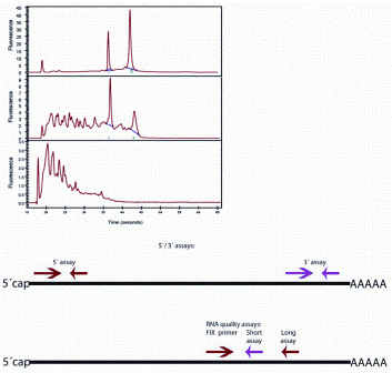 Figure 1A: Assessing RNA integrity. Top: electropherogram (top panel: intact RNA with RIN 10, middle panel: partially degraded RNA with RIN 5; bottom panel: heavily degraded RA with RIN 3). Middle: 3’/5’ strategy to assess mRNA degradation; Bottom: long/short strategy to assess mRNA integrity