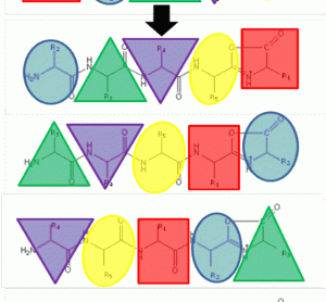 FIGURE 1The b5 ion is generated by CID which terminates at the C-terminus in an oxazolone ring structure. N-terminal nucleophilic attack of the oxazolone ring results in formation of a macrocyclic intermediate that undergoes ring opening at various positions to generate sequence scrambled b5 ions.