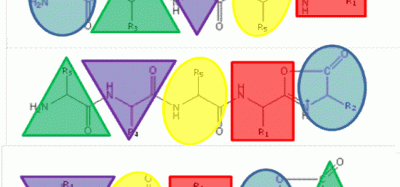 FIGURE 1The b5 ion is generated by CID which terminates at the C-terminus in an oxazolone ring structure. N-terminal nucleophilic attack of the oxazolone ring results in formation of a macrocyclic intermediate that undergoes ring opening at various positions to generate sequence scrambled b5 ions.