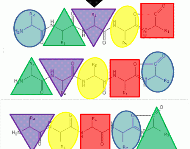 FIGURE 1The b5 ion is generated by CID which terminates at the C-terminus in an oxazolone ring structure. N-terminal nucleophilic attack of the oxazolone ring results in formation of a macrocyclic intermediate that undergoes ring opening at various positions to generate sequence scrambled b5 ions.