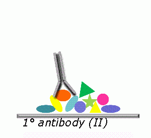 FIGURE 1 Principle of RPPA. Samples are deposited as ordered arrays of droplets. Positive and negative control samples are printed in parallel. Each sample is addressable by its coordinates. The use of highly precise robotic instruments allows printing a large number of identical replicate slides which can be probed with different target-protein specific antibodies. Shown is a single spot (I). Specific protein indicated as orange oval is recognised by target protein-specific antibody (II). Protein/antibody complex is visualised using a secondary antibody which carries a fluorescent dye (III)