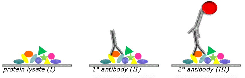 FIGURE 1 Principle of RPPA. Samples are deposited as ordered arrays of droplets. Positive and negative control samples are printed in parallel. Each sample is addressable by its coordinates. The use of highly precise robotic instruments allows printing a large number of identical replicate slides which can be probed with different target-protein specific antibodies. Shown is a single spot (I). Specific protein indicated as orange oval is recognised by target protein-specific antibody (II). Protein/antibody complex is visualised using a secondary antibody which carries a fluorescent dye (III)