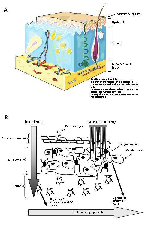 Figure 1 A – Anatomy of the skin; B – Vaccination through the skin requires breaching the stratum corneum and delivery either into the dermal space (intradermal) or into epidermal or dermal sites using microneedles