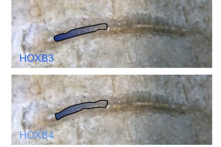 FIGURE 1 Nested HOX gene expression along the anterior to posterior axis. The expression domains of members of the HOXB group are illustrated, superimposed on the spinal cord of an early vertebrate. The combined expression of HOX genes in defined spatial positions is a key determinate of cell and tissue identity