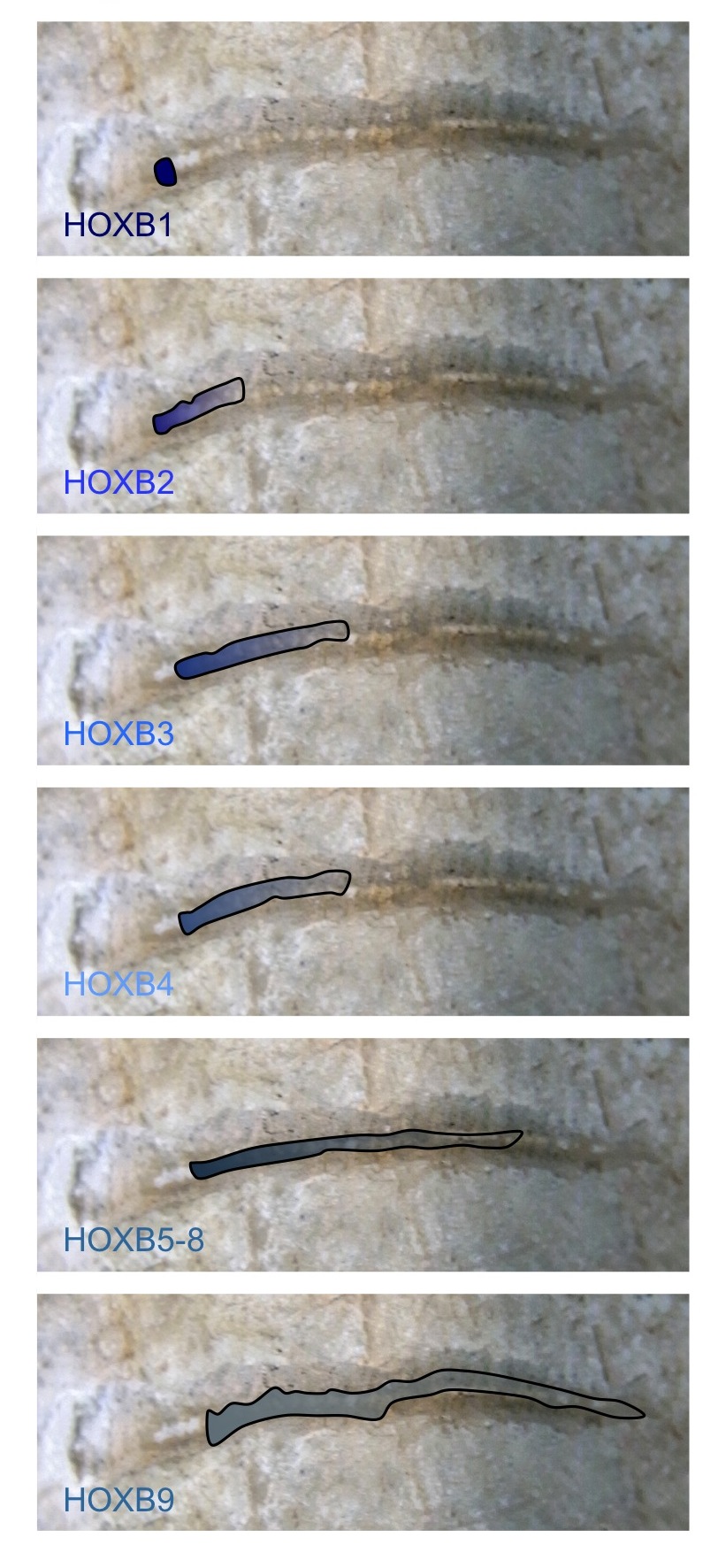 FIGURE 1 Nested HOX gene expression along the anterior to posterior axis. The expression domains of members of the HOXB group are illustrated, superimposed on the spinal cord of an early vertebrate. The combined expression of HOX genes in defined spatial positions is a key determinate of cell and tissue identity