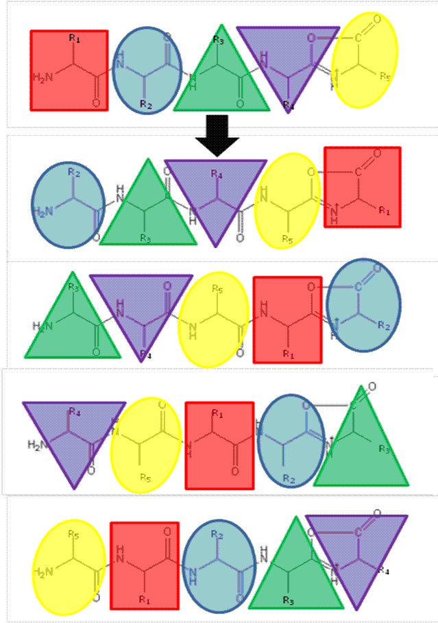 FIGURE 1The b5 ion is generated by CID which terminates at the C-terminus in an oxazolone ring structure. N-terminal nucleophilic attack of the oxazolone ring results in formation of a macrocyclic intermediate that undergoes ring opening at various positions to generate sequence scrambled b5 ions.