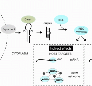 FIGURE 1miRNAs can impact viral infection directly by interacting with viral genes or indirectly by regulating host genes that play a role in the infection. miRNAs are derived from transcripts that contain stem-loop structures which get recognised and processed by a series of enzymes to generate the short (~22 nt) duplex RNA. One strand of the duplex is preferentially incorporated into the RNA-induced silencing complex (RISC) and guides this complex to mRNAs or other viral elements that contain regions of complementarity to the miRNA