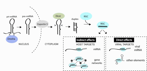 FIGURE 1miRNAs can impact viral infection directly by interacting with viral genes or indirectly by regulating host genes that play a role in the infection. miRNAs are derived from transcripts that contain stem-loop structures which get recognised and processed by a series of enzymes to generate the short (~22 nt) duplex RNA. One strand of the duplex is preferentially incorporated into the RNA-induced silencing complex (RISC) and guides this complex to mRNAs or other viral elements that contain regions of complementarity to the miRNA