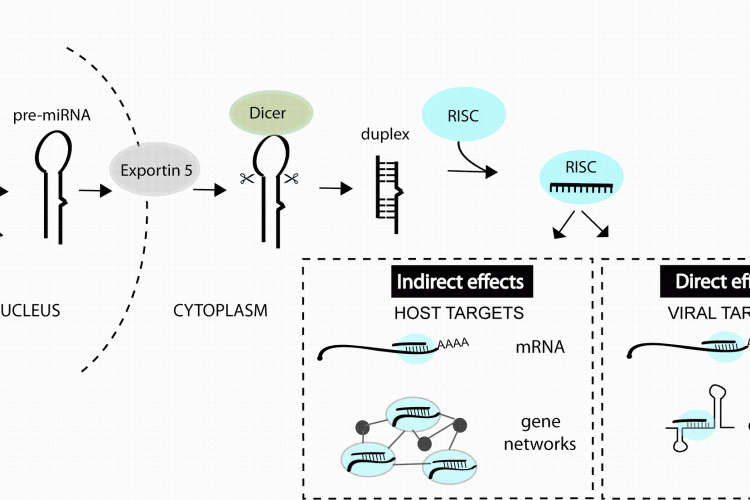 FIGURE 1miRNAs can impact viral infection directly by interacting with viral genes or indirectly by regulating host genes that play a role in the infection. miRNAs are derived from transcripts that contain stem-loop structures which get recognised and processed by a series of enzymes to generate the short (~22 nt) duplex RNA. One strand of the duplex is preferentially incorporated into the RNA-induced silencing complex (RISC) and guides this complex to mRNAs or other viral elements that contain regions of complementarity to the miRNA