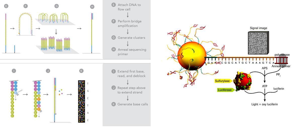 FIGURE 2 Next Generation Sequencing Technology Platforms. Each NGS platform is able to perform massively parallel clonal PCR amplification followed by DNA sequencing. (A) In 454 sequencing, nucleotide incorporation is detected by a light emitting luciferase reaction called pyrosequencing. (© Roche Diagnostics) (B) The Illumina sequencing method uses solid phase amplification of DNA molecules followed by incorporation of fluorescently labelled nucleotides (© Illumina)